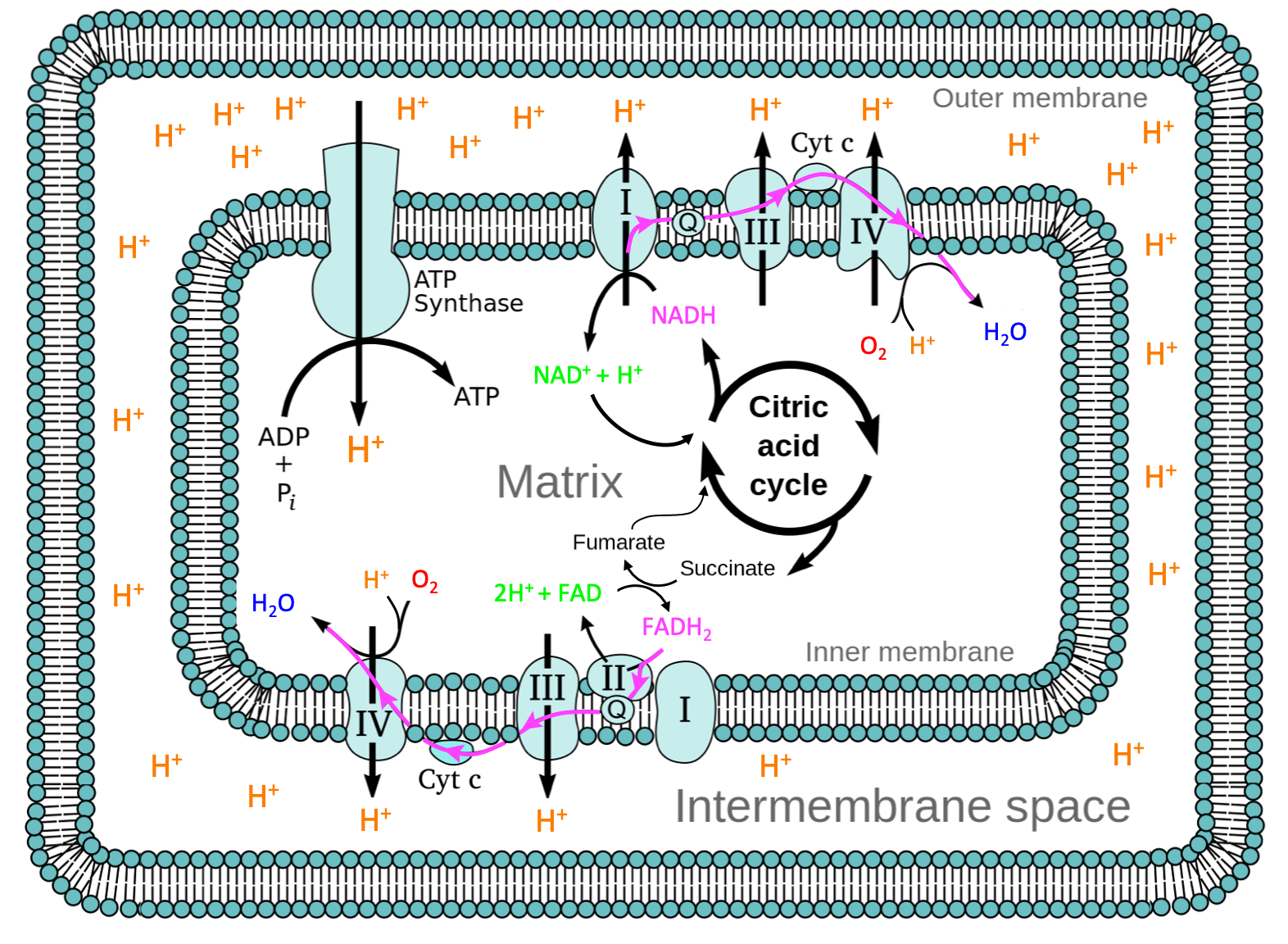 Electron transport chain occur within complexes I to IV at the innermembrane of a mitochondrion for eukaryots, or, of the cytoplasm for prokaryots. NADH directly powers complex I and there is enough energy from these electrons to also power complexes III and IV to pump protons in the intermembrane space. Complex II accepts electrons from FADH~2~ molecule (itself reduced by succinate - from the Krebs cycle - within complex II) and these electrons combine with those originally from NADH to power complexes III and IV. Coenzyme Q or [ubiquinone](#vitaminsEK) is an intermediate between complexes I and III, and between II and III while cytochrome c is an intermediate between complexes III and IV. The flow of electrons within the membrane is illustrated by pink arrows [After Fvasconcellos](https://commons.wikimedia.org/w/index.php?curid=2716553) 