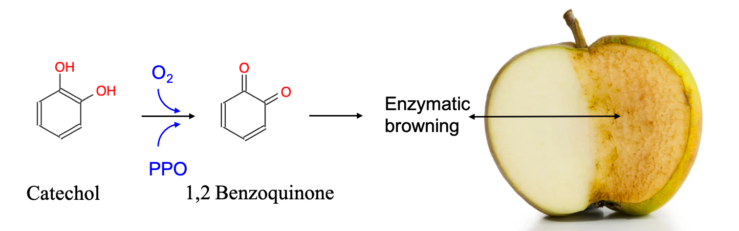 Enzymatic browning due to the oxidation of catechol into ortho-benzoquinone, reacting with itself or with amino acids to form the familiar brown color on apples or potatoes freshly cut and left in contact with oxygen