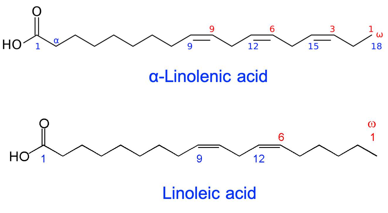 &alpha;-linolenic acid (omega-3 acid) and linoleic acids (omega-6 fatty acid) are the two essential polyunsaturated fatty acids humans must ingest for their metabolic needs