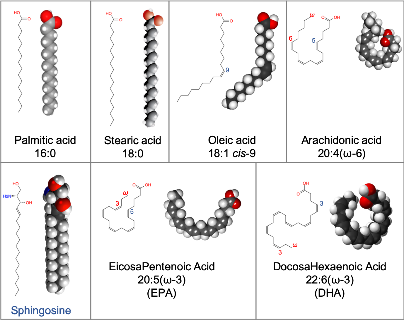 Examples of saturated fatty acids (palmitic and stearic acids), mono-unsaturated oleic acid, and poly-unsaturated fatty acids exhibiting 'kinks', which when part of a membrane lipids, participate in the fluidic nature of the membrane. Sphingosine technically is not a fatty acid but is illustrated to show that it is straight like a saturated fatty acid. In XX:Y, XX corresponds to the number of carbon atoms, and Y corresponds to the number of unsaturated bonds. *&omega;-3* means that the last unsaturated bond is at 3 carbons from the end (red font). The blue numbers correspond to the carbon number from the carboxyl end. EPA and DHA are abbreviations for these fatty acids. Further explanation in the text below