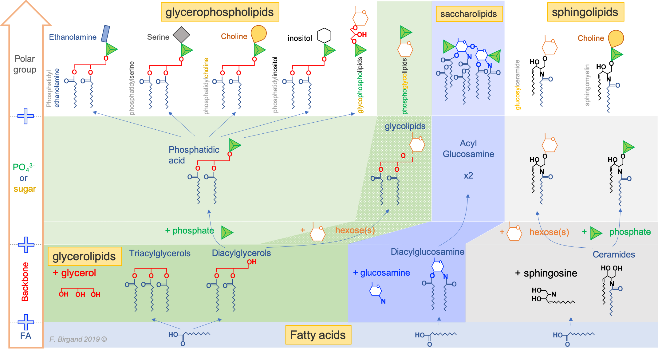 The main types of fatty acid based lipids: illustrating the common fatty acid base, and resulting from the three types of backbones and a variety of polar groups making the hydrophilic head) 
