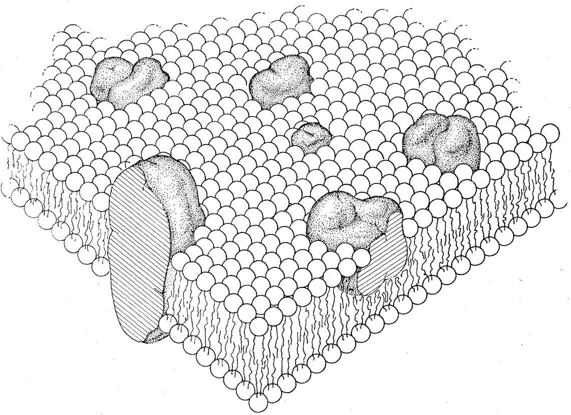 The **fluidic mosaic model** as published  by Singer and Nicholson [-@Singer1972-ng]. The filled circles represent the ionic and polar head groups of the phospholipid molecules, which make contact with water; the wavy lines represent the fatty acid chains which make contact which each other. The membrane is made of **two layers or leaflet of lipids** mirroring each other and touching each other from the fatty acid side. The integral proteins are shown as globular molecules partially embedded in, and partially protruding from, the membrane