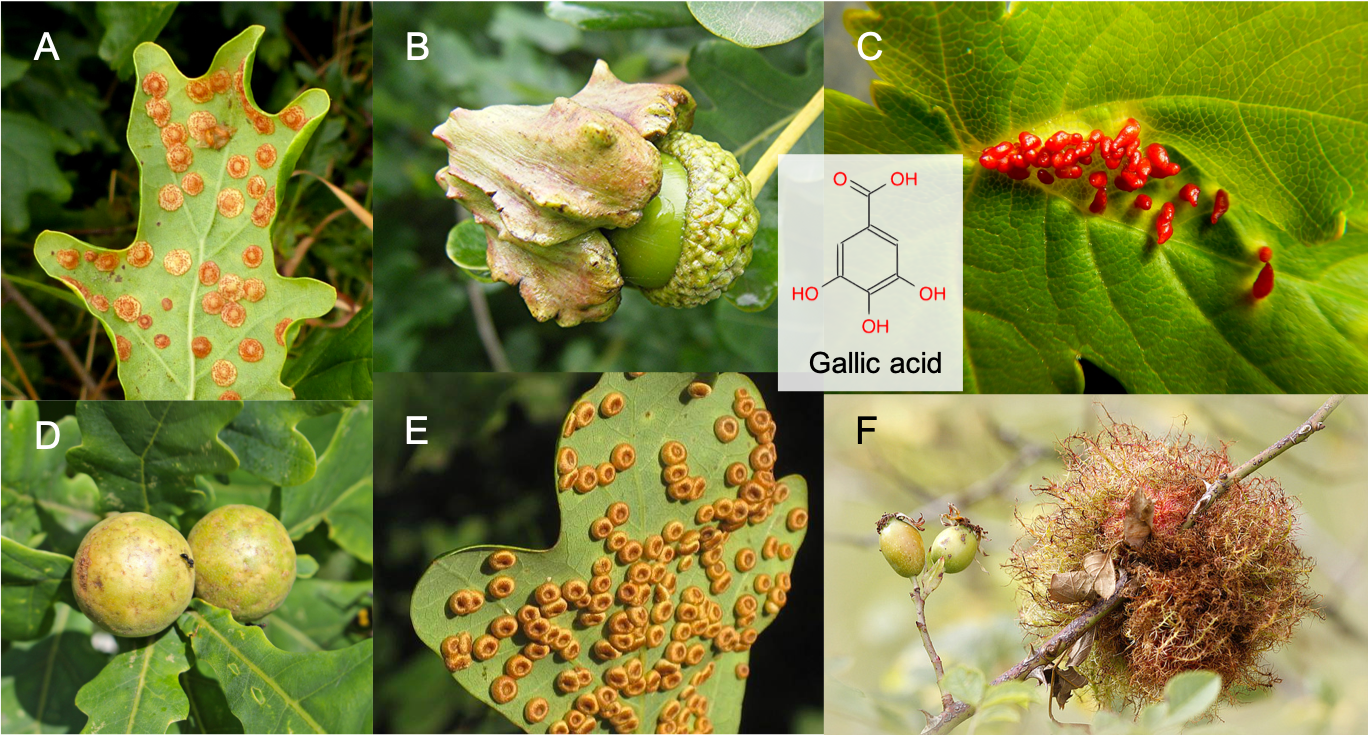 Galls are commonly found on oak (A, B, D, E), mapple (C), or dog rose (F). They are reactions for these plants to small hymenoptera insects that use them for the development of their larvae. Galls were widely used for their tanning ability as up to 70% of their dry weight is made of gallo-tannins