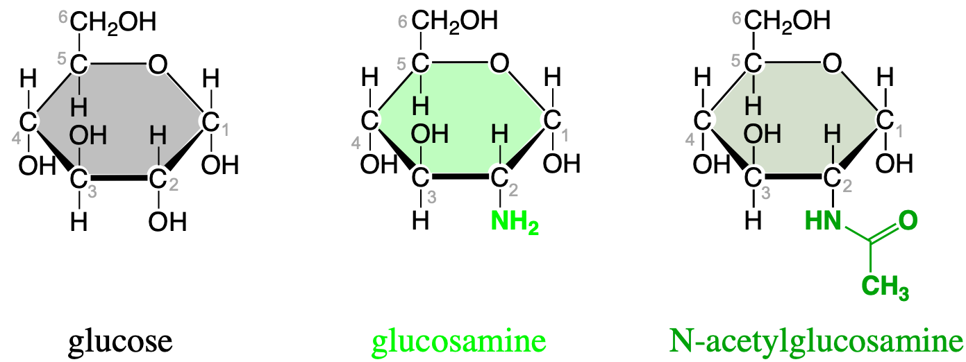 Important additional monosaccharides where the hydroxy group has been replaced by an amine and an N-acetylamine
