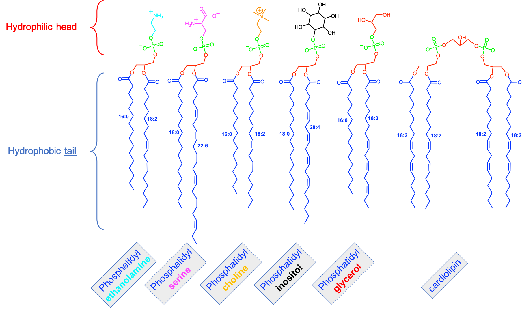 Variety of phospholipids showing the five most common polar groups and fatty acyls that tend to be preponderant for each of the polar groups. The fatty acyls on *sn-1* is represented as saturated as is most often the case, and the unsaturated fatty acyls on *sn-2* are represented as straight aliphatic chains although there are not in reality