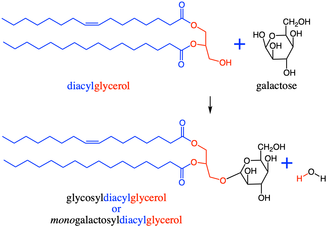 Formation of a glycosyldiacylglycerol by binding a galactose to a diacylglycerol moiety using a glycosidic bond to form the majority of the innerside of the membrane lipids of thylakoids in chloroplasts and cyanobacteria