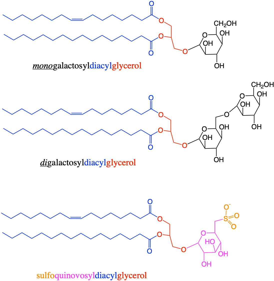 Three main glycolipids that make the majority of the innerside of the membrane lipids of thylakoids in chloroplasts and cyanobacteria