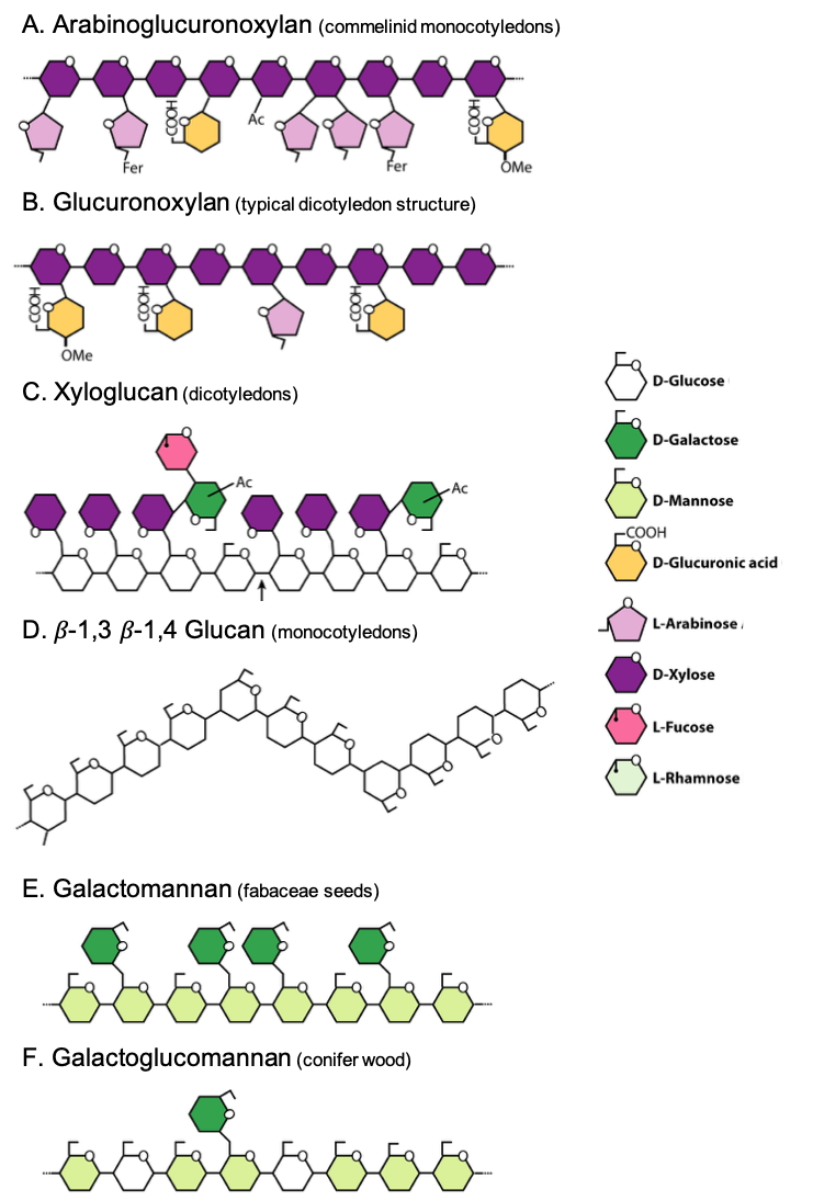 Illustration of the general types of hemicelluloses, which vary among species and plant groups. Notice the nomenclatures ending in *-an*, suggesting polysaccharides. OMe, represents methyl groups; Ac, represents acetyl groups; “Fer” represents esterification with ferulic acid (3-methoxy-4-hydroxycinnamic acid) [after @Scheller2010-ep].