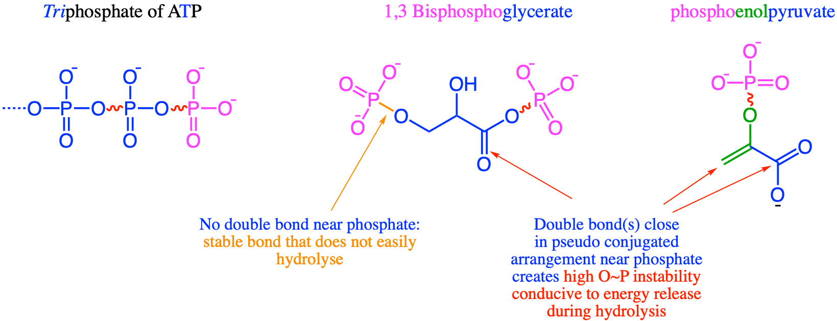 Highly unstable bonds associated with phosphates in ATP, 1,3-bisphosphoglycerate and phosphoenolpyruvate. It is the presence of &pi; double bonds that create an excess of high energy electrons near the phosphate, creating the highly unstable bonds, which upon hydrolosis and combined with the phosphoryl group, allows for substrate level phosphorylation