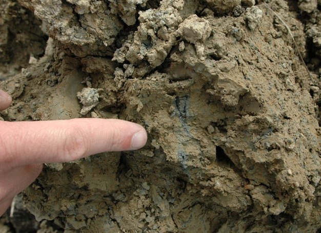 Example of pale bluish gray redox depletions. Note the faint rusty orange concentration distributed throughout the soil matrix. Reproduced with permission © 2012 Nature Education All rights reserved.