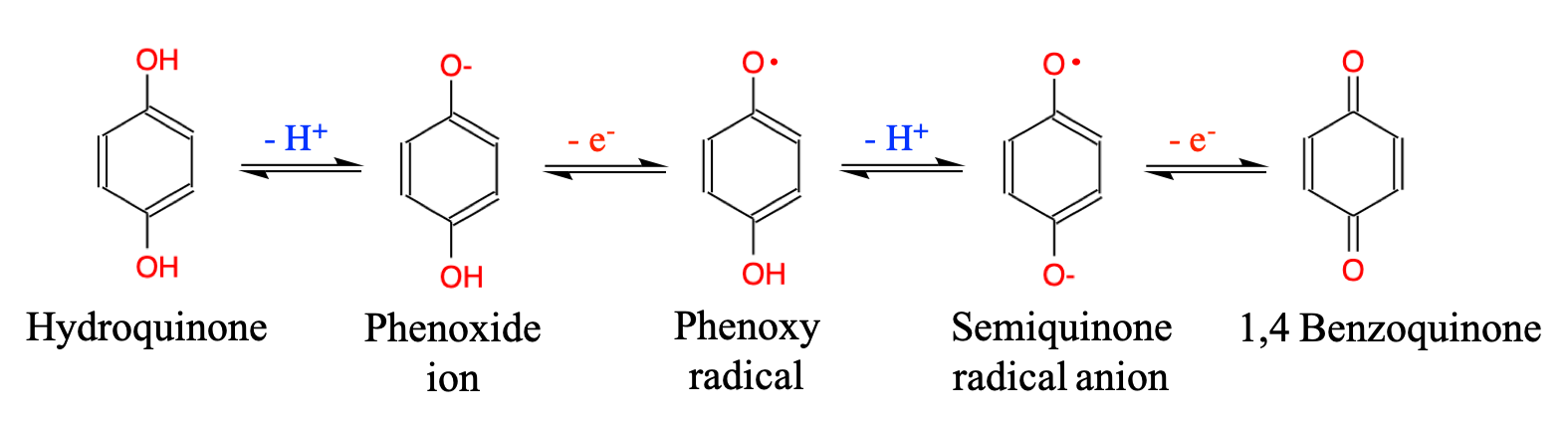 Oxidation of hydroquinone to para-benzoquinone or 1,4-benzoquinone, with intermediates, including the supereactive semiquinone radical