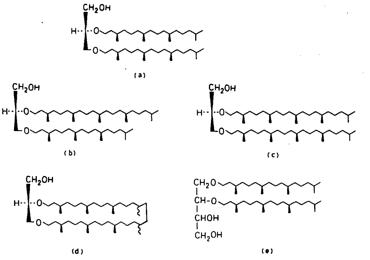 Isoprenoid diethers basic components of some complex lipids of archaebacteria [@De_Rosa1988-xd]
