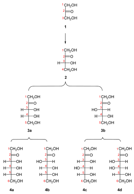 classification of C3 to C6 ketoses in Fischer projection. Triose : (1) dihydroxyacetone ; Tetrose : (2) D-erythrulose ; Pentoses : (3a) D-ribulose ; (3b) D-xylulose ; Hexoses : (4a) D-psicose ; (4b) D-fructose ; (4c) D-sorbose ; (4d) D-tagatose. [after Yikrazuul — personal work, public Domain](https://commons.wikimedia.org/w/index.php?curid=6603584)