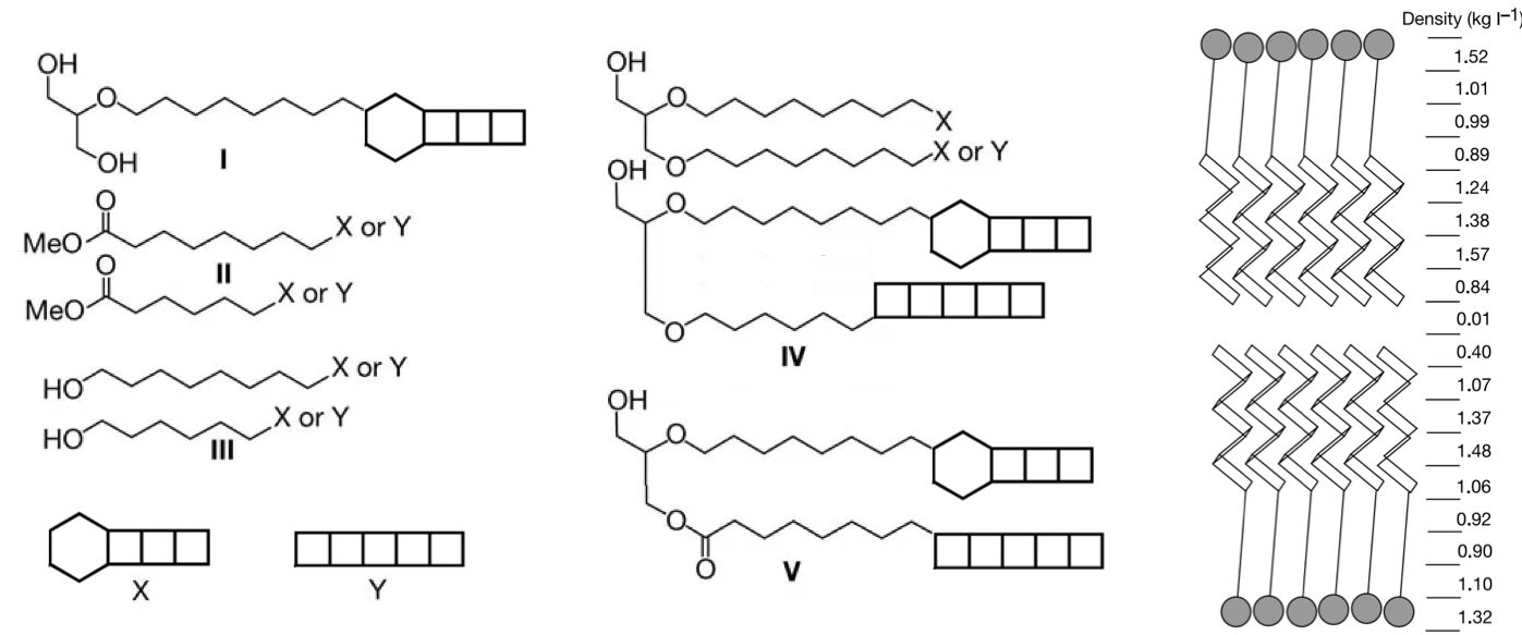 Ladderane lipids as described in 1999 account for about 50% of the membrane lipids of the anammoxisomes. They are thought to assemble into very compact lipid sheets, giving rise to an exceptionally dense membrane, thus a tight barrier against diffusion, allowing the oxidation of ammonium under anaerobic conditions to proceed. After [@Sinninghe_Damste2002-sp]