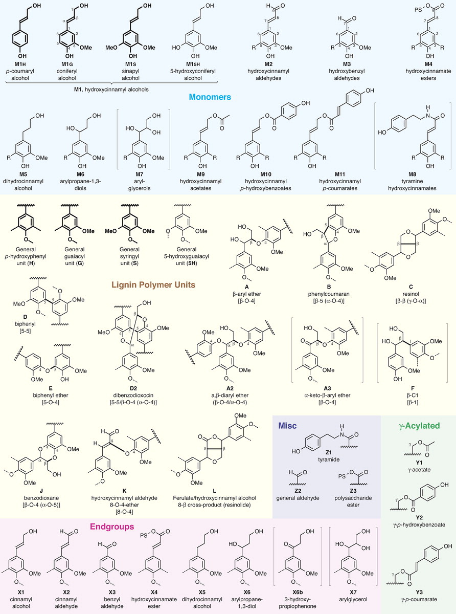 Illustration of the diversity of monomers and polymer units present in lignins [@Boerjan2003-sd]