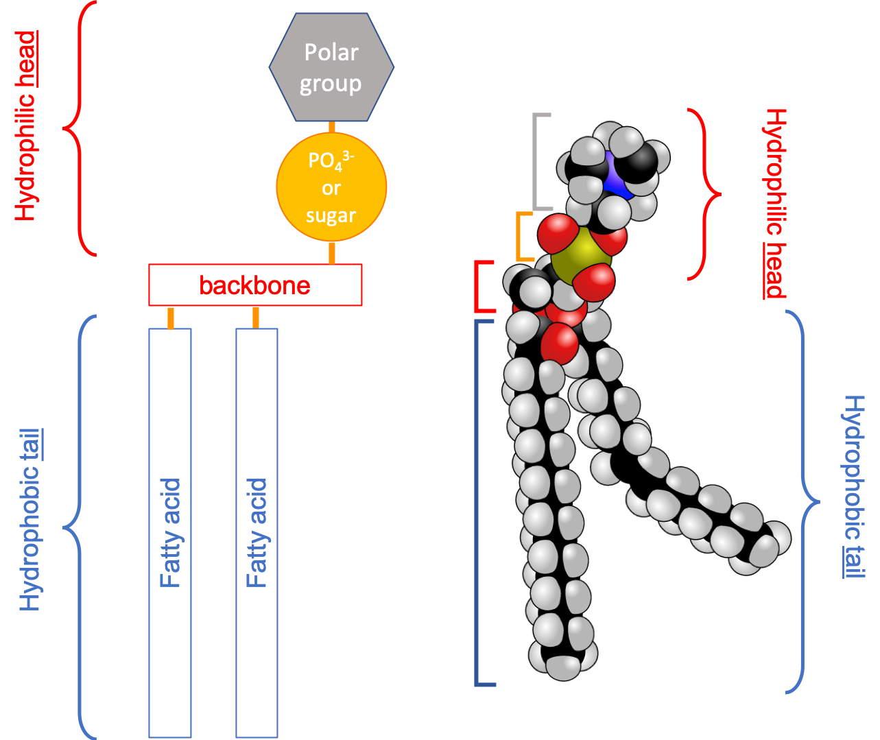 Schematic of the quintessential fatty acid based lipid illustrating the amphipathic nature, and the different building blocks