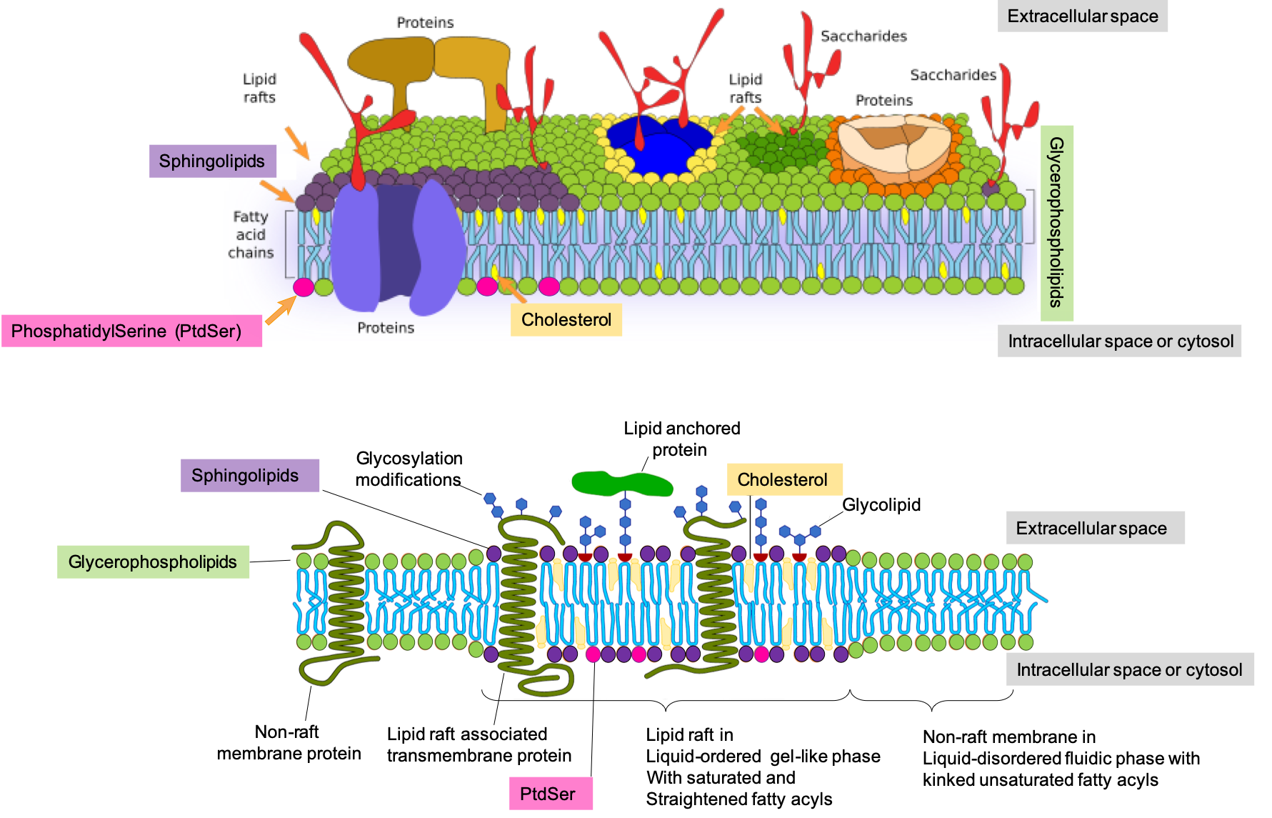 Membranes show a lipidic bilayer structure with lateral heterogeneity. Some lipids associate to form more dense areas known as *membrane nanodomains* or *lipid rafts*. In these domains, some proteins are included more frequently by electrochemical affinity. Cholesterol is located among the fatty acid chains, close to hydrophilic heads of the lipids, straighten fatty acids, and provide more rigidity to the membrane. Transmembrane proteins allow communication between extracellular and intracellular environments. Carbohydrates are found in the outer monolayer of the cell membrane forming the so-called glycocalyx. In this figure, the interactions of cell membrane molecules with cytoskeleton and with extracellular matrix are not depicted [Figure and caption after @Pacheco_Megias2013-ov and [Artur Jan Fijałkowski](https://en.wikipedia.org/wiki/Lipid_raft)
