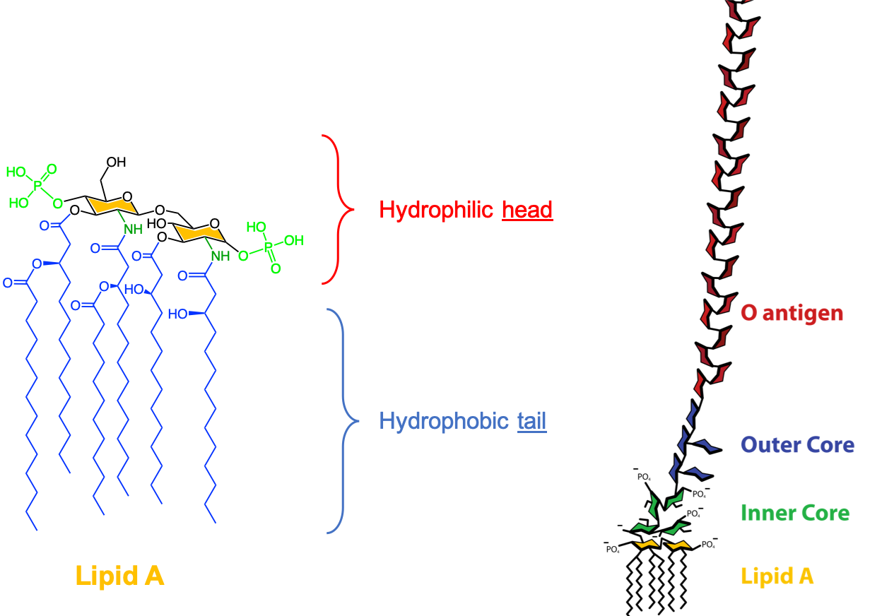 Chemical structure of lipid A as found in E. coli, and its place in the a bacterial endotoxin. Notice the two glucosamine bonded together and four fatty acids on one of them and two on the second. After [Mike Jones](https://commons.wikimedia.org/w/index.php?curid=10422301)