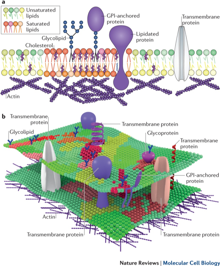 a | Lipid raft domains are usually defined as small, highly dynamic and transient plasma membrane entities that are enriched in saturated phospholipids, sphingolipids, glycolipids, cholesterol, lipidated proteins and glycosylphosphatidylinositol (GPI)-anchored proteins. Enrichment of these hydrophobic components endows these lipid domains with distinct physical properties; these include increased lipid packing and order, and decreased fluidity. In addition to membrane components, cortical actin plays an active part in domain maintenance and remodelling. Furthermore, membrane lipids are asymmetrically distributed in the inner and outer leaflets, which may further affect membrane organization. b | It is likely that membrane organization is not binary (that is, highly distinct raft and non-raft regions), but instead membranes consist of various raft-like and non-raft domains with distinct compositions and properties. [Figure and caption from @Sezgin2017-zw]