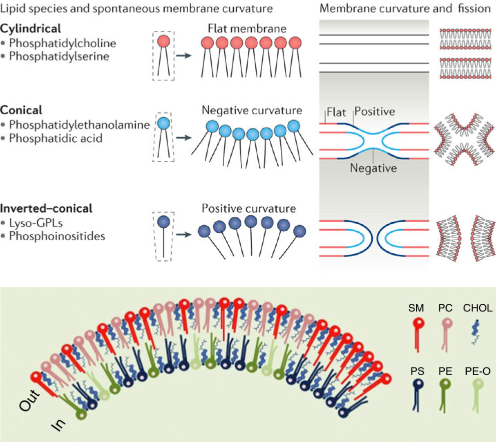 The shape of the different membrane acyl-based lipids leads to curvature of a membrane leafet, and the overall bilayer membrane results in part from the asymetric layout of the membrane lipids. SM - SphingoMyelin, PC - PhosphatidylCholine, CHOL - Cholesterol, PS - PhosphatidylSerine, PE - PhosphatidylEthanolamine, PE-O - PhosphatidylEthanolamine with ether bonds (after @Harayama2018-qr and @Skotland2019-iy)