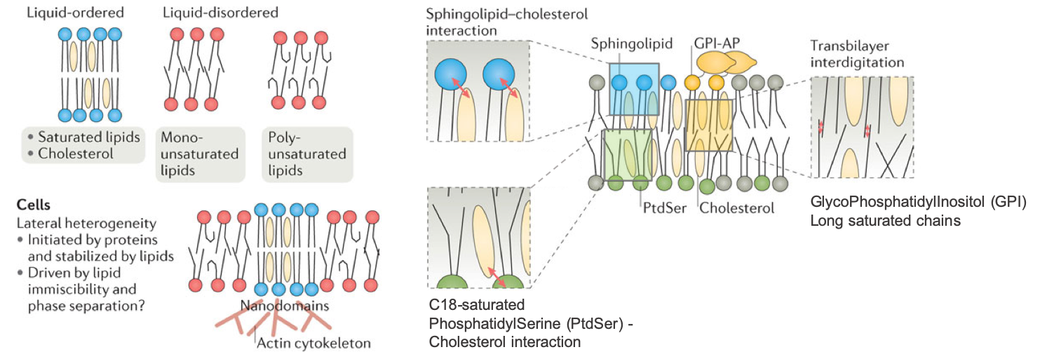 Liquid-order and liquid-disorder phases in membranes due to the level of saturation of fatty acids and interactions with cholesterol and transmembrane interactions. AP- anchored protein (after @Harayama2018-qr)