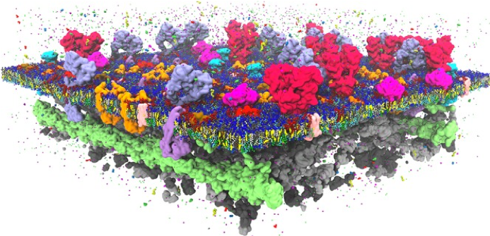 Glimpse at the near future: model of the plasma membrane in full complexity. Featuring: a lipid bilayer composed of hundreds of different lipids, crowded with a large variety of embedded as well as peripherally bonded proteins, a supporting actin skeleton, a cytoplasmic site full of proteins, and realistic gradients of metabolites, ions, and pH [Figure and caption from @Marrink2019-ww]