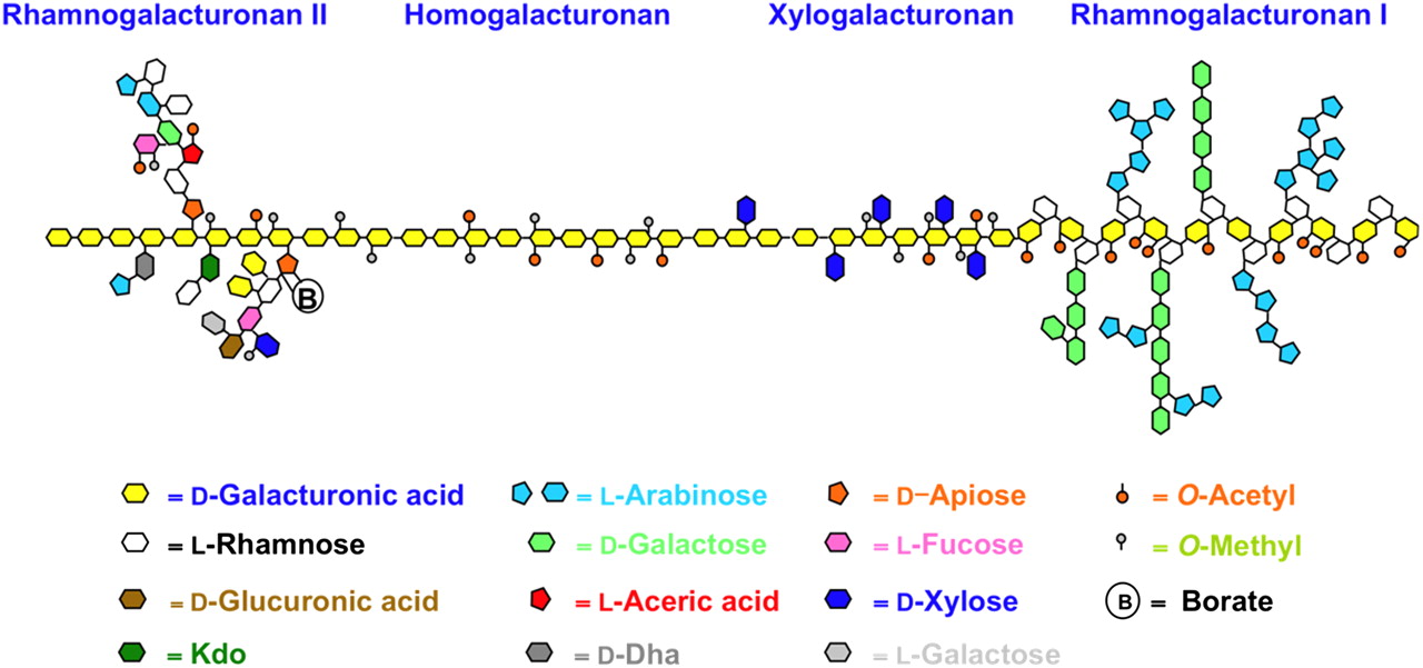 Illustration of the general types of pectins. Notice that the common structure or pectin backbone (but for RGI) is the polymer of galacturonic acids, or galacturonan, to which, quite a diversity of monomers participate resulting in the large heterogeneity of these heteroglycans [@Harholt2010-ox].