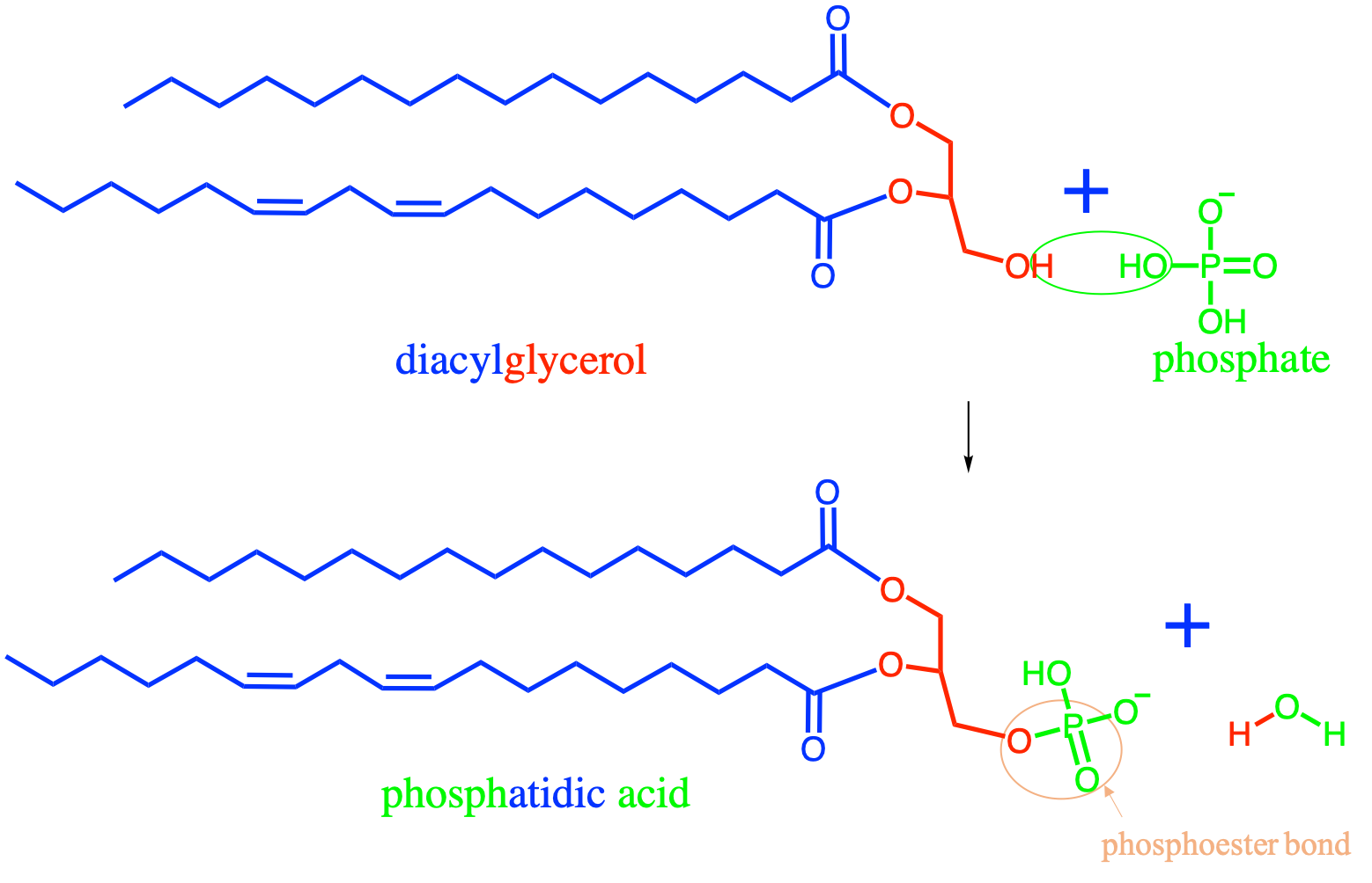 Formation of phosphatidic acid by esterification between a diacylglycerol and a phosphate