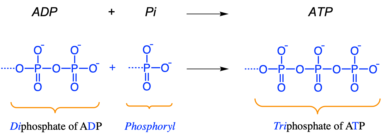 Phosphorylation: addition of a *phosphoryl* group to ADP to form ATP