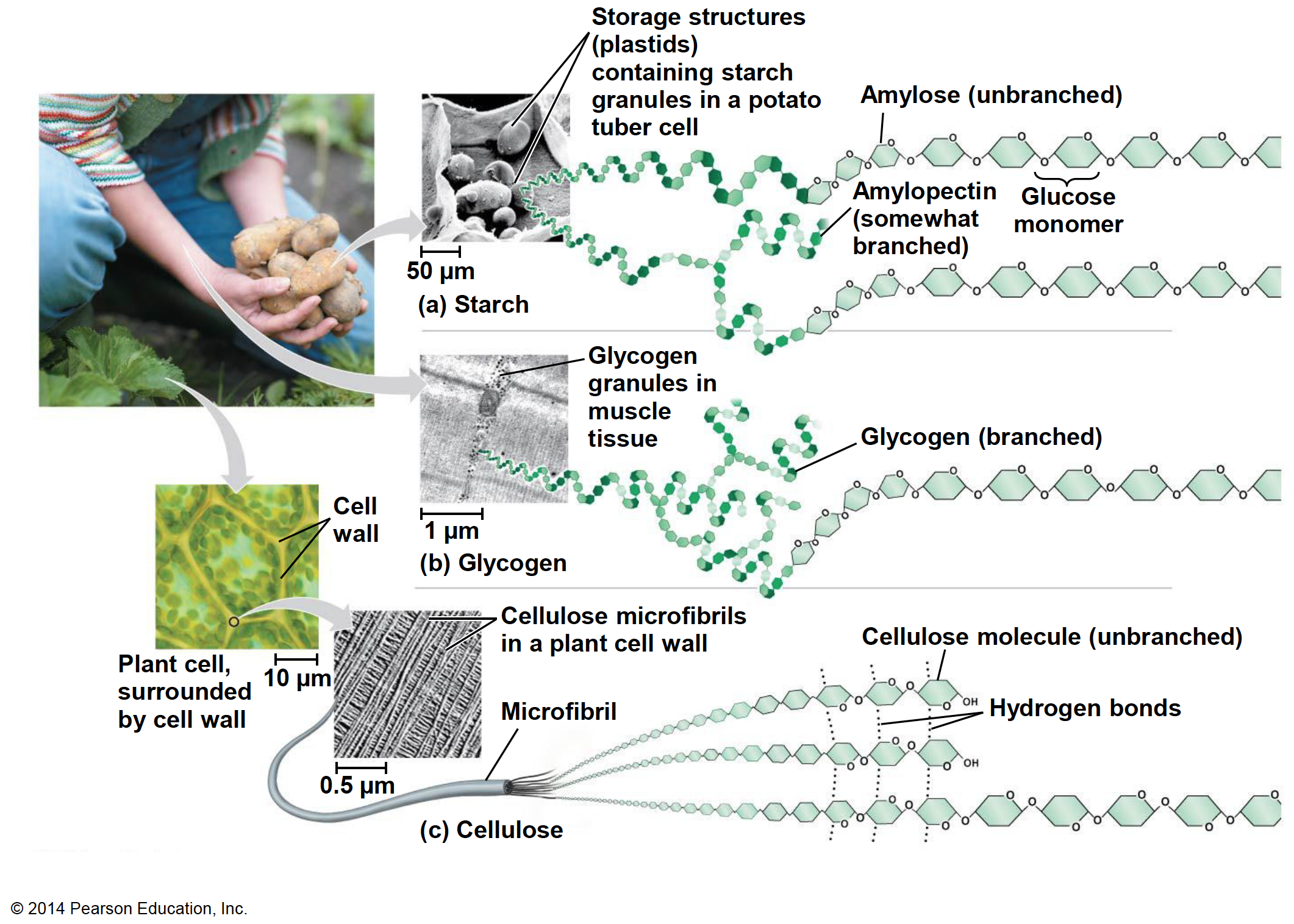 Starch, glycogen, and cellulose are the three main homopolysaccharides of importance for our field. Obtained from https://www.sedelco.org/cms/lib/PA01001902/Centricity/Domain/506/05_Lecture_Presentation.pdf 
