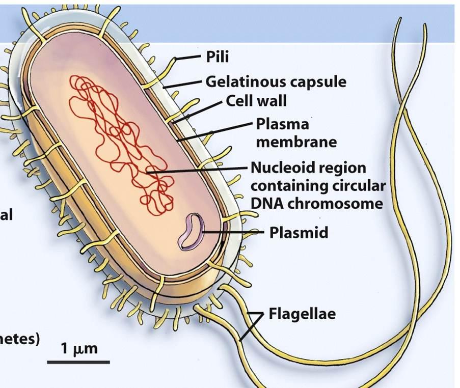 Artist representation of a prokaryotic cell and a mitochondrion from a eukaryotic showing the intermembrane spaces: between the cell wall and plasma membrane for the prokaryotic cell, and, between the outer and inner membranes for the mitochondrion.  https://micro.magnet.fsu.edu/cells/animals/animalmodel.html and By Kelvinsong - Own work, CC0, https://commons.wikimedia.org/w/index.php?curid=27715320