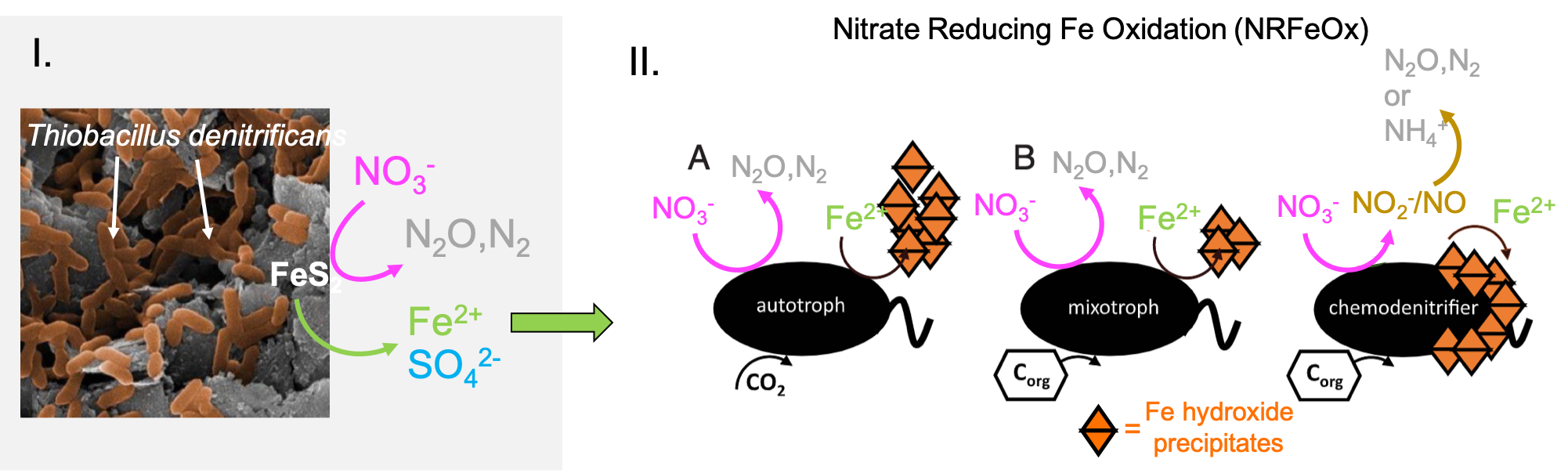 I. Chemolithotrophic bacteria *Thiobacillus denitrificans* used pyrite (FeS~2~) as electron donor, and nitrate as electron acceptor, reducing them to N~2~ and N~2~O. II. The ferrous iron Fe^2+^ produced is then used by other microorganisms that use Fe^2+^ as electron donors and nitrate, again as electron acceptor. These are called Nitrate Reducing Fe Oxidazing organisms. Some are autotrophs, mixotrophs (need both organic carbon and Fe^2+^ to live), or chemodenitrifiers (require organic carbon and have no enzymatic component of Fe(II) oxidation). After [@Bryce2018-cb]