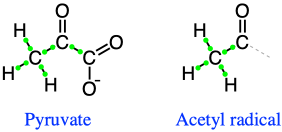 Lewis dot structure of pyruvate and acetyl radical group illustrating the electron allocation on carbon atoms: 10 electrons on pyruvate and 8 electrons on the acetyl radical