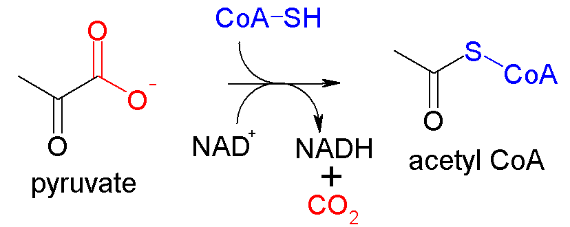 Pyruvate decarboxylation transferring two electrons to NAD^+^ and forming Acetyl-CoA. [By akane700](https://commons.wikimedia.org/w/index.php?curid=3681162)