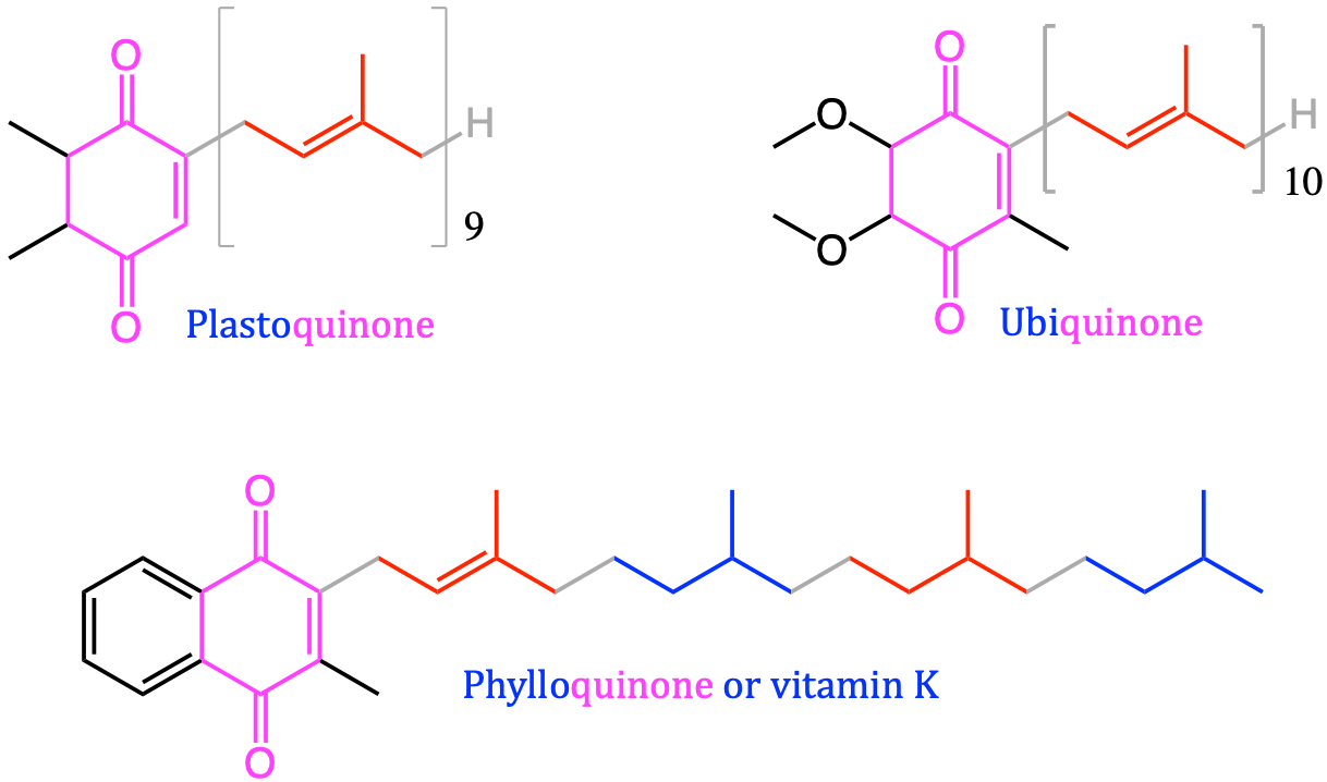 Quinone based isoprenoids including vitamin K, needed for blood coagulation (*K*oagulation in Danish), plastoquinone and ubiquinone involved in the electron transport chains of, respectively, the chloroplasts and mitochondria. The quinone functional group is represented in magenta