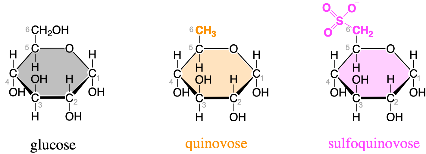 Glucose, quinovose, and sulfoquinovose as important monosaccharides used as building blocks for glycolipids forming the inner membranes of thylakoids in chloroplasts