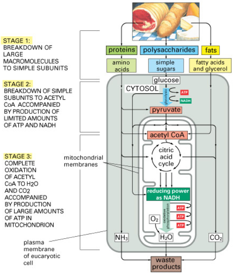 Oxidative phosphorylation of organic molecules of carbohydrates but of other molecular families as well. Figure obtained from Essential Cell Biology from Garland Science