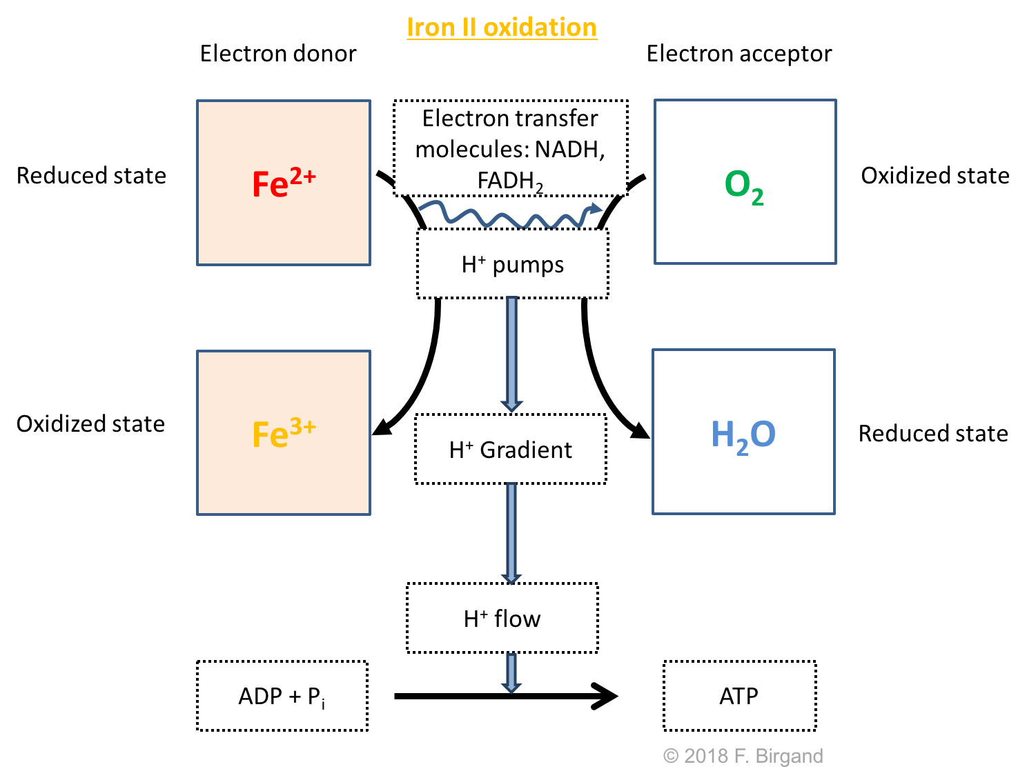 Respiration scheme for iron oxidation