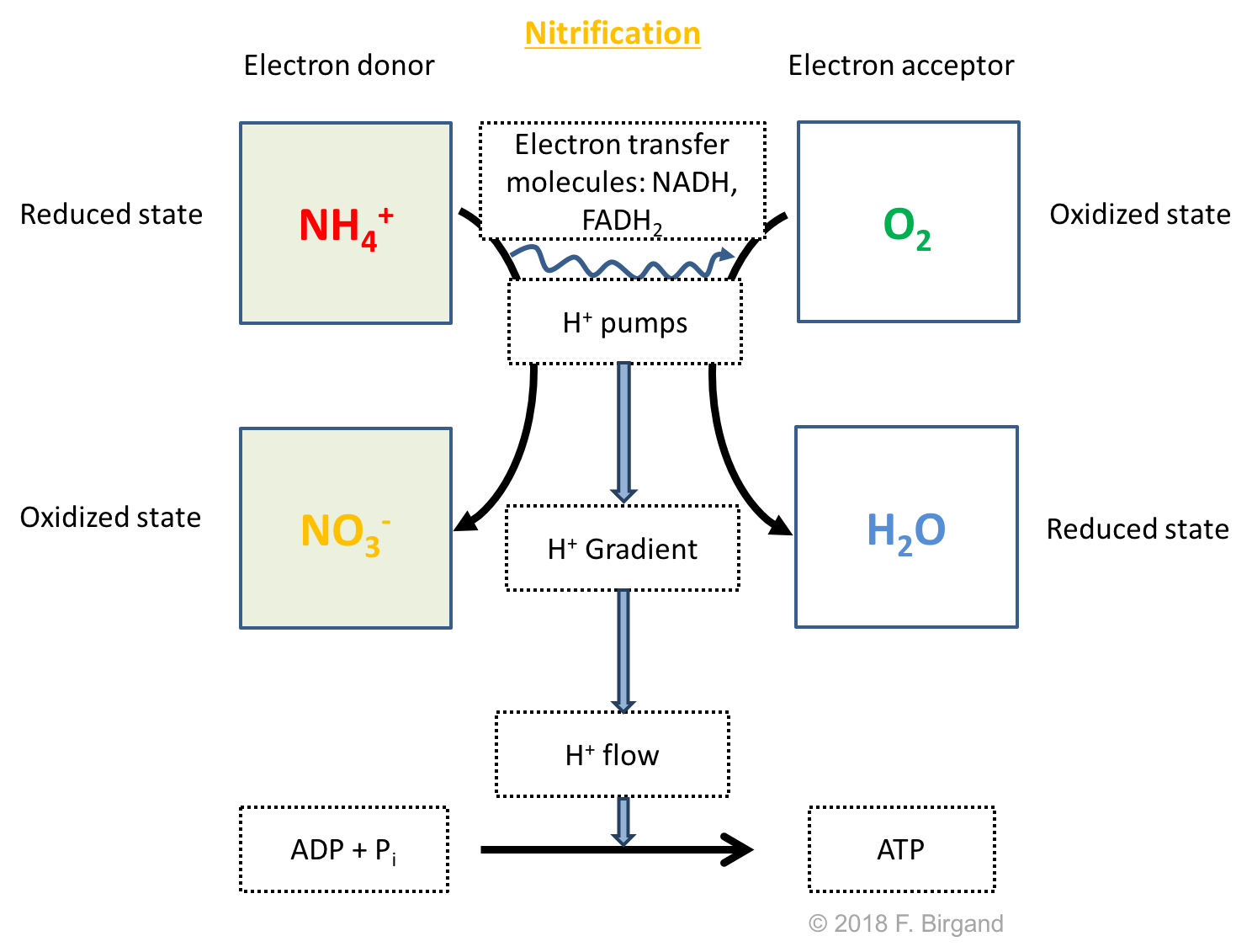 Respiration scheme for nitrification