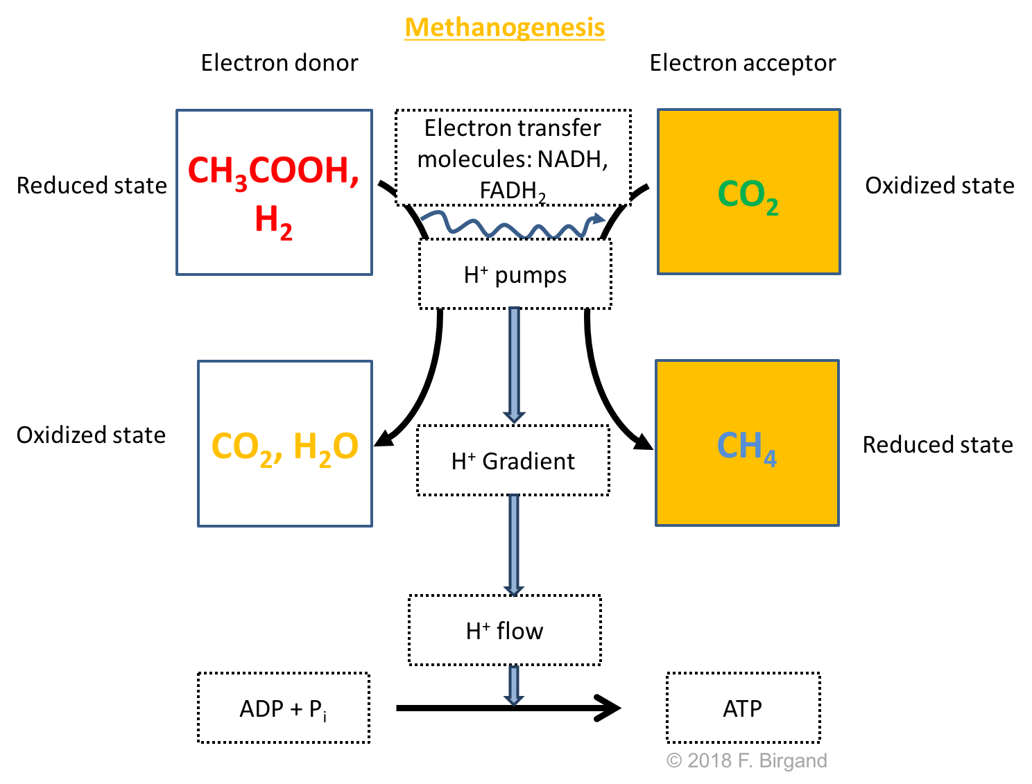 Respiration scheme for the heterotrophic Carbon dioxide reduction or methanogenesis