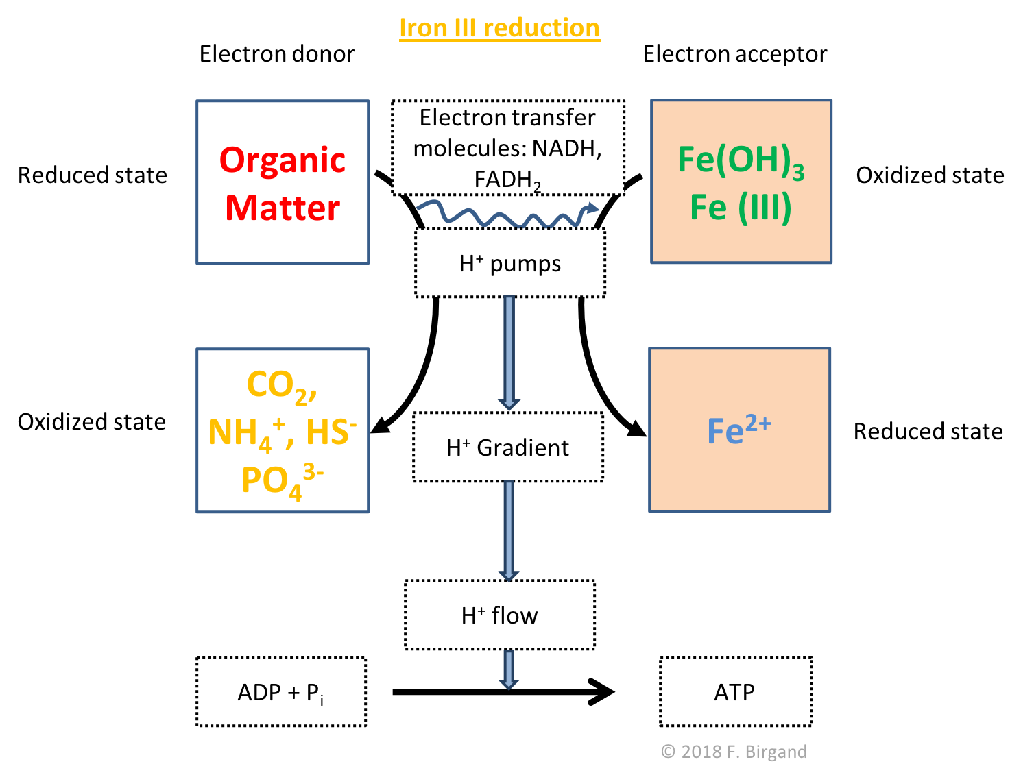 Respiration scheme for heterotrophic Iron oxide reduction