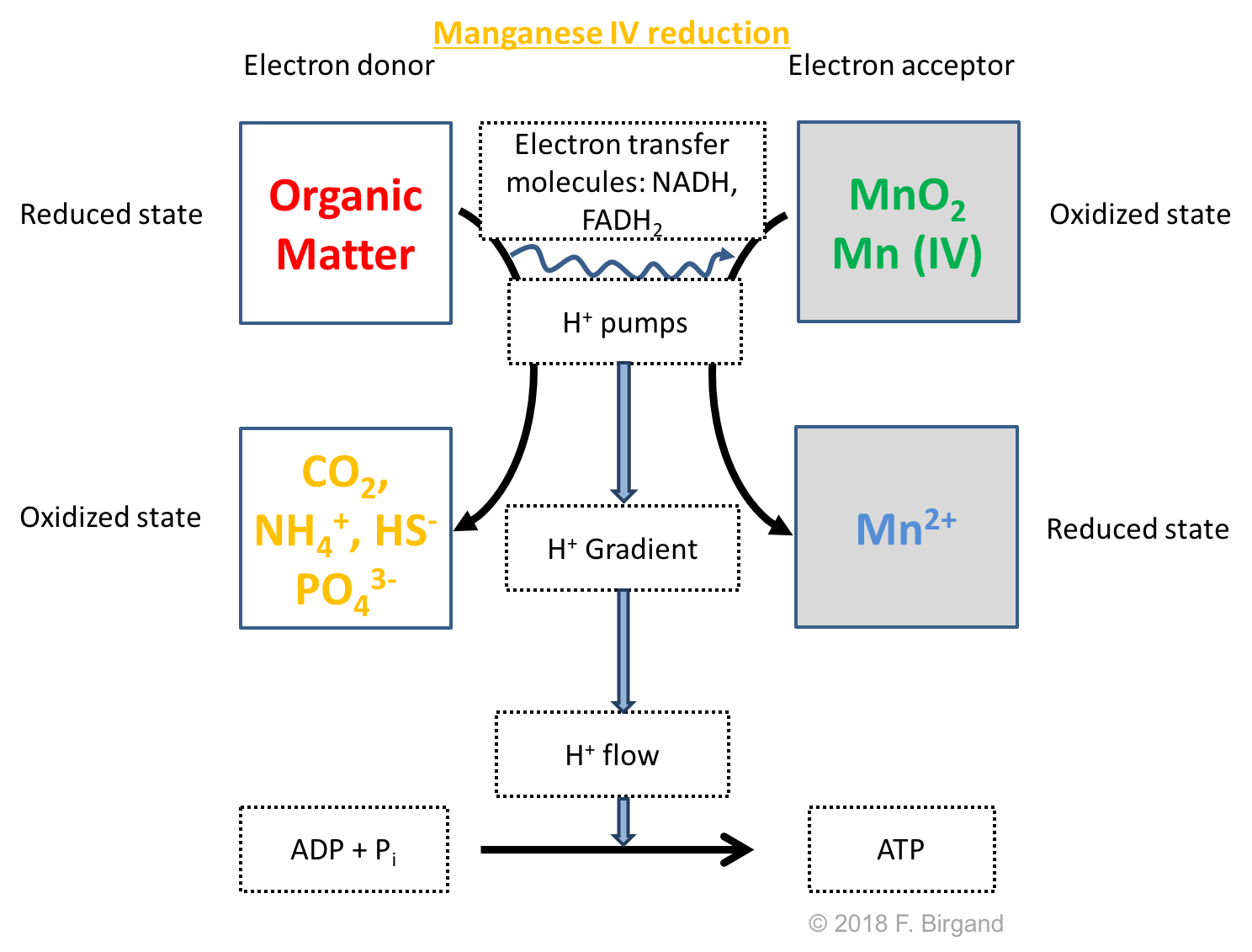 Respiration scheme for heterotrophic Manganese oxide reduction