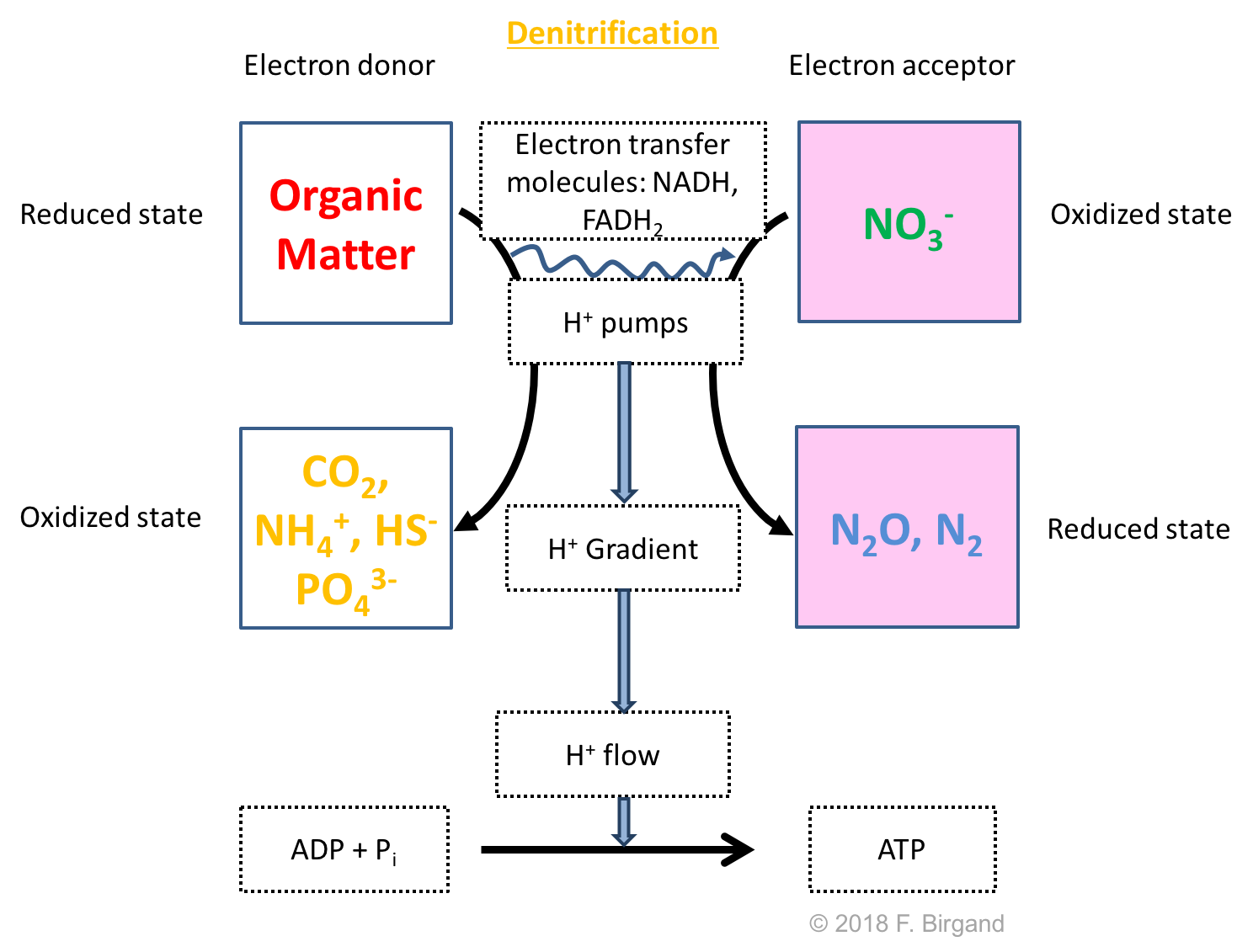 Respiration scheme for heterotrophic denitrification