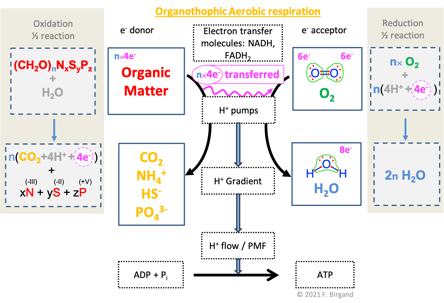 Combined electron transfer scheme with the electron allocation on the carbon of organic matter, the transfer of electrons, and the corresponding half redox reactions. Generic organic matter is summarized as $(CH_2O)_nN_xS_yP_z$. During organotrophic aerobic respiration, carbon is fully oxidized into $CO_2$, while the atoms of $N$, $S$, and $P$, stay in the oxidation state when assembled in organic matter. The oxidation states for $NSP$ as byproducts of respiration respectively are -III, -II, and +V, corresponding to $N$ and $S$ having 8 electrons for themselves, and $P$ having none
