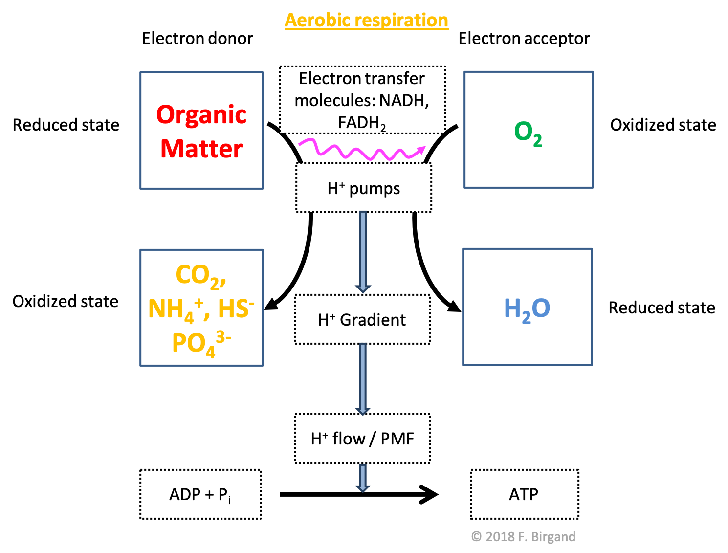 Aerobic respiration scheme illustrating the flow of electrons from organic matter to $O_2$, the by-products of the oxidation of OM include ammonium, hydrogen sulfide and phosphate this time