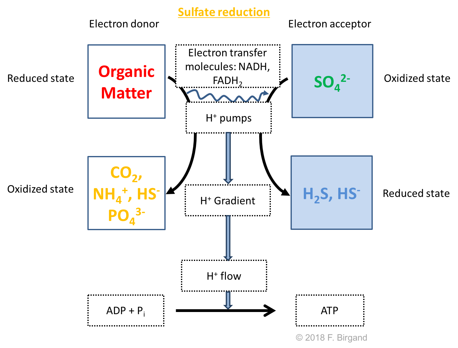 Respiration scheme for heterotrophic sulfate reduction