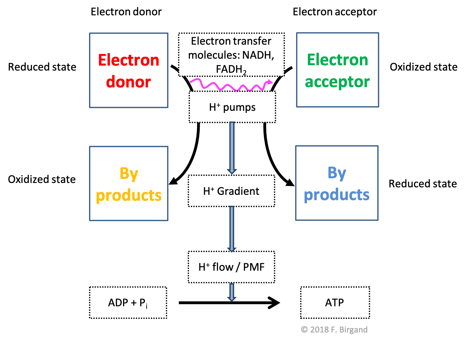 Generic respiration scheme illustrating the flow of electrons from an electron donor to and electron acceptor, the by-products of the respective oxidation and reduction, and the consequences on proton gradients and flow, which ultimately help catalyse the formation of ATP