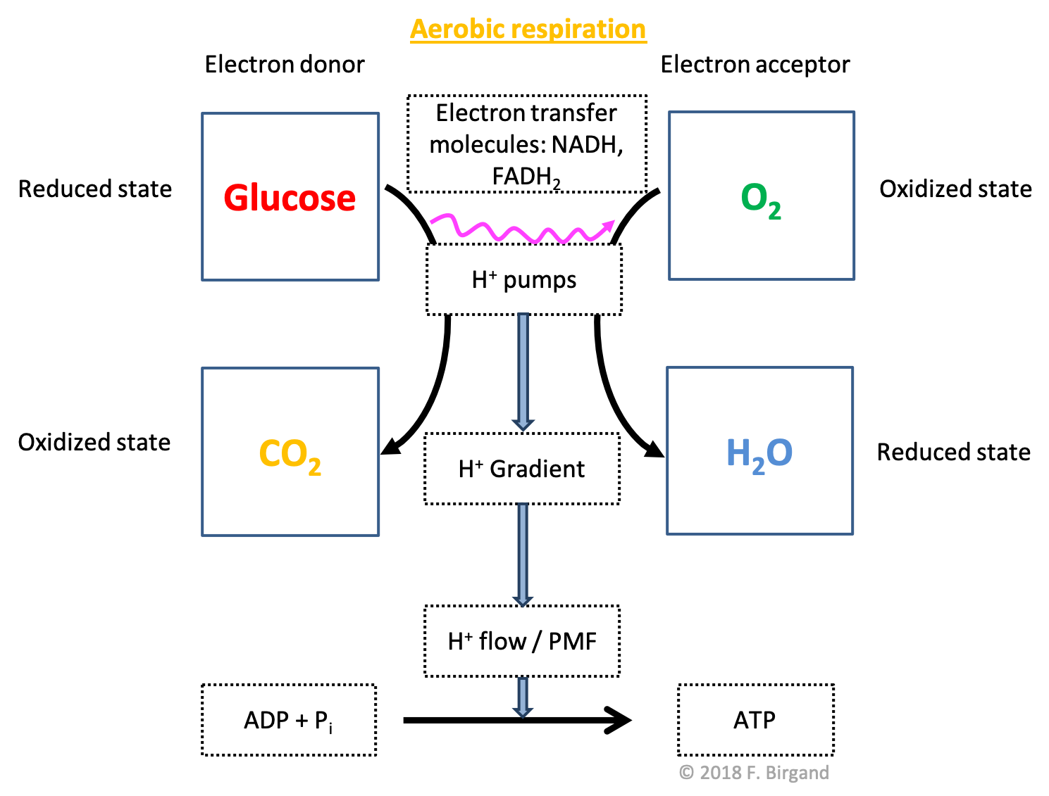 Aerobic respiration scheme illustrating the flow of electrons from glucose to $O_2$, the by-products of the respective oxidation and reduction being $CO_2$ and $H_2O$, and $H_2O$. The consequences of the transfer of electrons on proton pumps, gradients and flow, which ultimately help catalyse the formation of ATP, do not change from the generic respiration scheme above