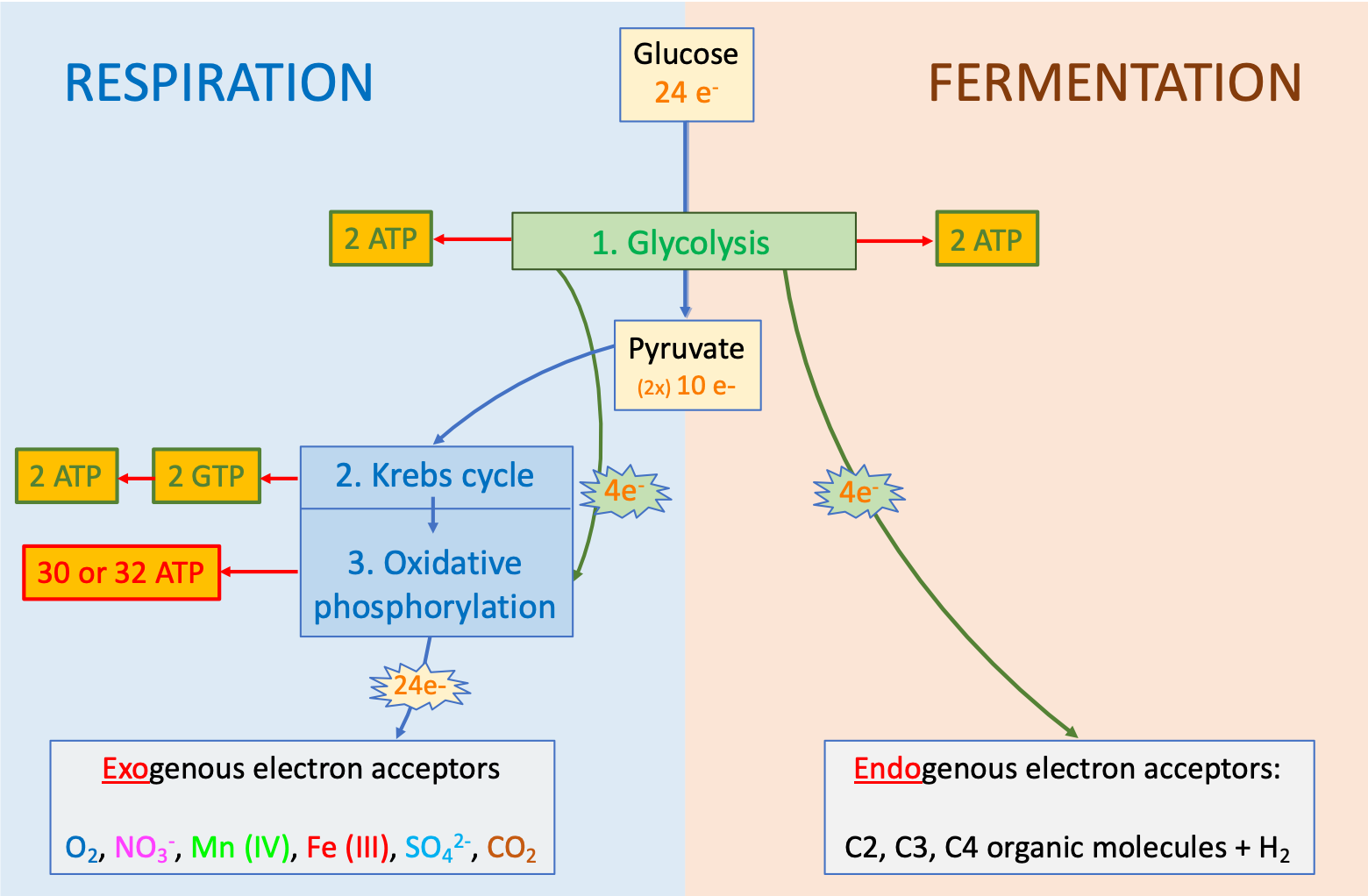 Transfer of electrons from glucose generates 18 times more ATP in respiration than in fermentation. Most of the ATP (30-32 or 90%; illustrated in red text) is produced during the ***oxidative phosphorylation*** of respiration, while 4 ATP (10%) are produced by substrate-level phosphorylation (illustrated in green text) during glycolysis and the Krebs cycle. Electrons transported on organic molecules are framed in rectangle boxes, and those tranported on Electron Transfer Molecules are framed in 'explosion boxes'