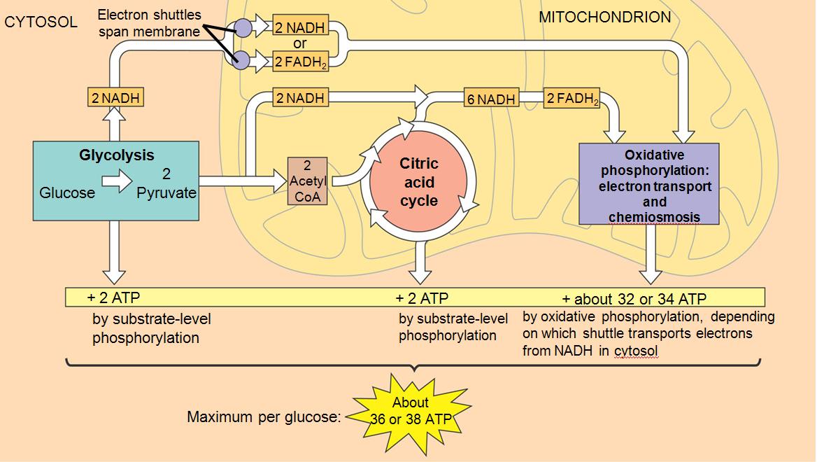 Summary of cellular respiration with the ATP and electron transfer budget. Obtained from https://cdn.thinglink.me/api/image/847806852426104839/1240/10/scaletowidth